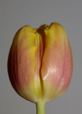 Tulipa flower liliaceae