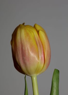 Tulipa flower liliaceae