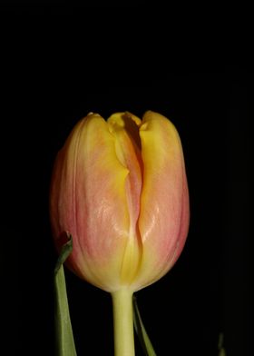 Tulipa flower liliaceae