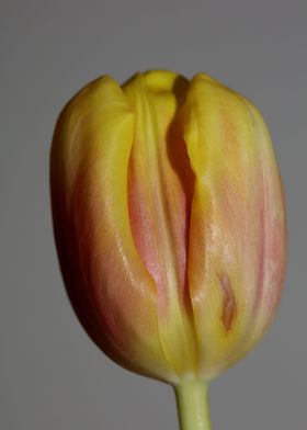 Tulipa flower liliaceae