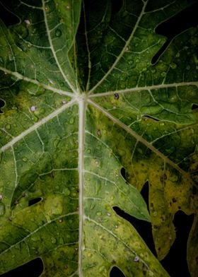 papaya leaf