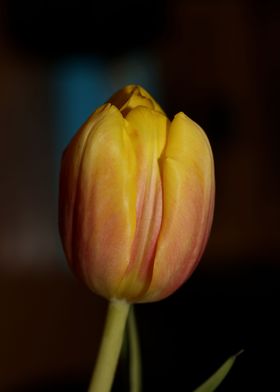 Tulipa flower liliaceae