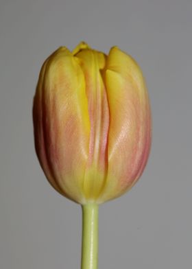 Tulipa flower liliaceae