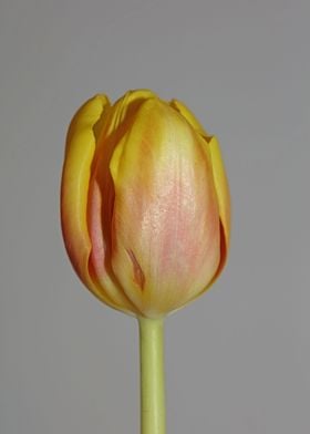 Tulipa flower liliaceae