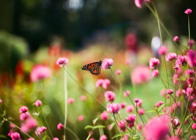 Butterfly in Action