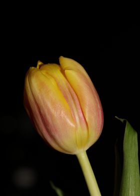 Tulipa flower liliaceae