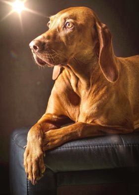 Portrait Of A Stunning Dog