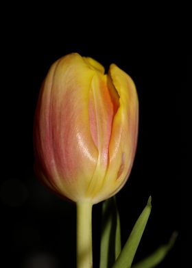 Tulipa flower liliaceae