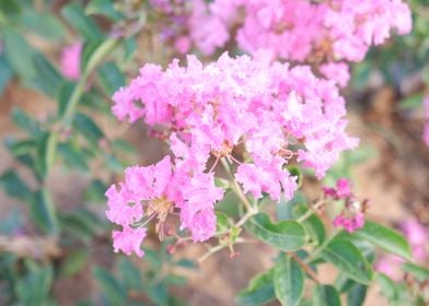 Beautiful Pink Flower