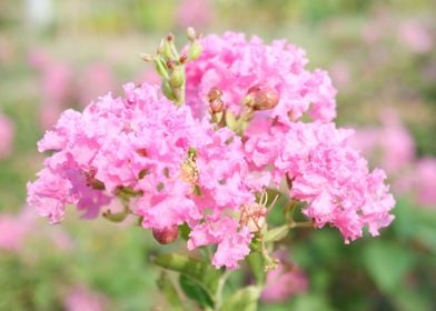 Beautiful Pink Flower