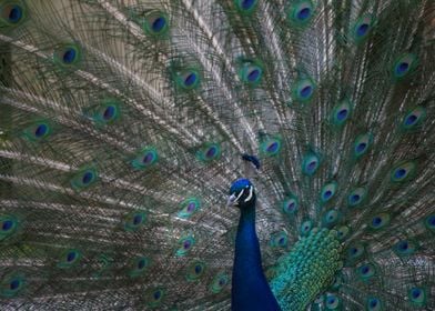 A Peacock