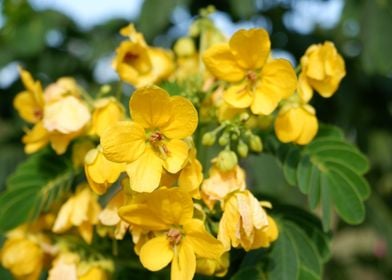 Beautiful Yellow Flower