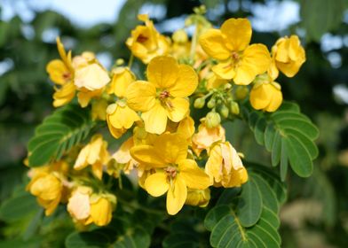 Beautiful Yellow Flower