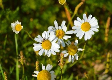 Some Flowers