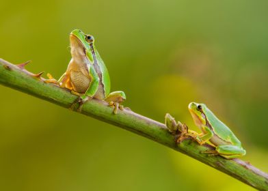 Tree Frogs looking up