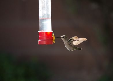 Hummingbird