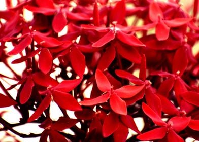 A Bunch of Fresh Red Flowe