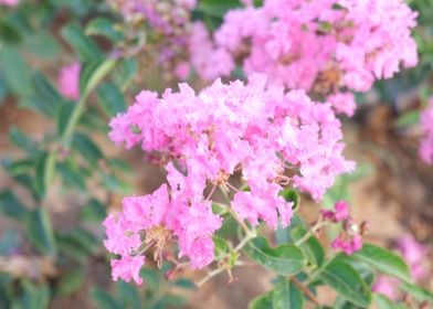 Beautiful Pink Flower