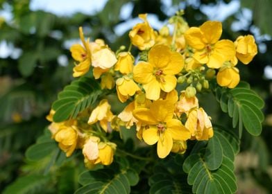 Beautiful Yellow Flower