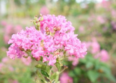 Beautiful Pink Flower