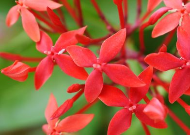 A Bunch of Fresh Red Flowe