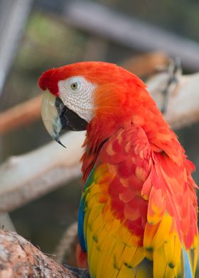 Macaw