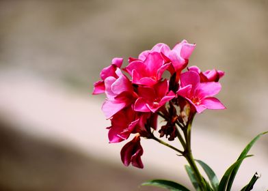 Beautiful Pink Flowers