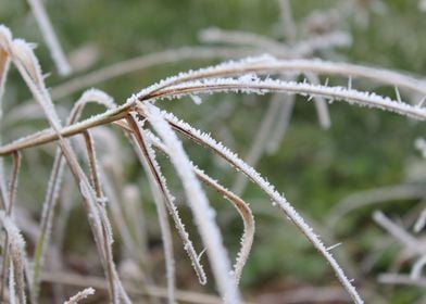 Ice Spring