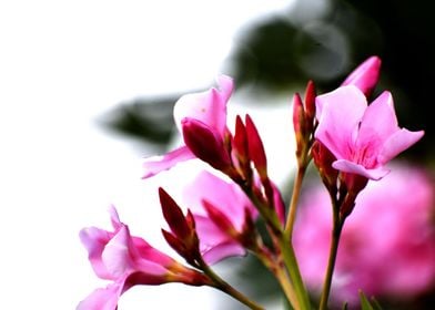 Beautiful Pink Flowers