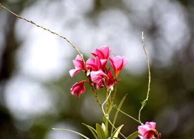 Beautiful Pink Flowers