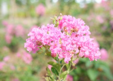 Beautiful Pink Flower