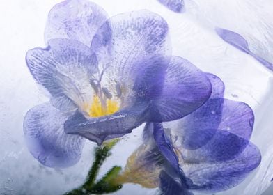 Blue freesia in ice 3