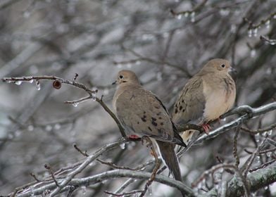 Two mourning doves in tree