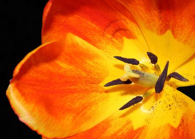 Orange and yellow tulip