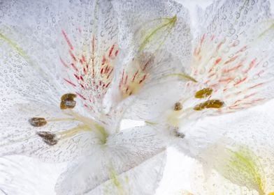 Alstroemeria in ice 2