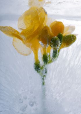 Yellow freesia in ice 2