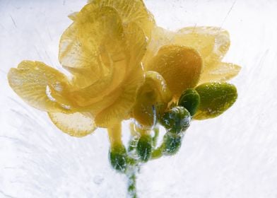 Yellow freesia in ice 4