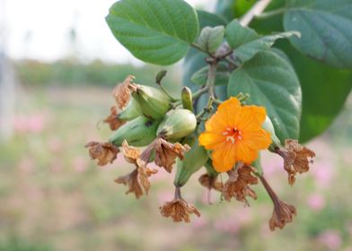 Beautiful Fresh Flower