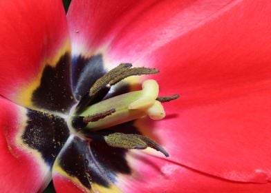 Pink tulip closeup