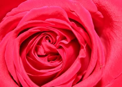 Center of red rose closeup