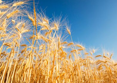 wheat field blue sky