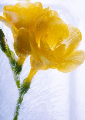 Yellow freesia in ice 3