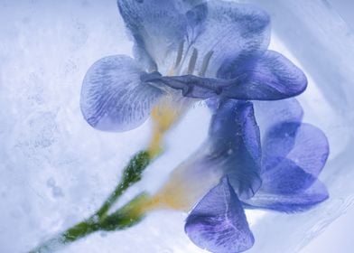 Blue freesia in ice 1