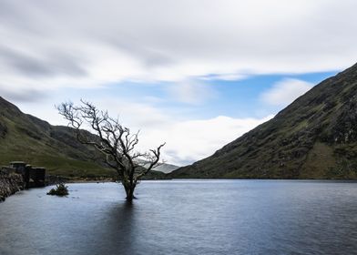 Tree in a lake in Ireland