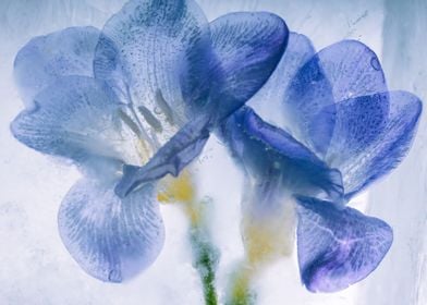 Blue freesia in ice 2