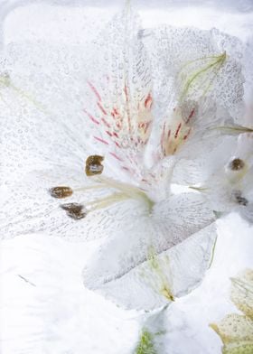 Alstroemeria in ice 1