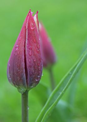 Purple tulip and rain