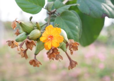 Beautiful Fresh Flower