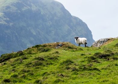 Sheep on a hill in Ireland