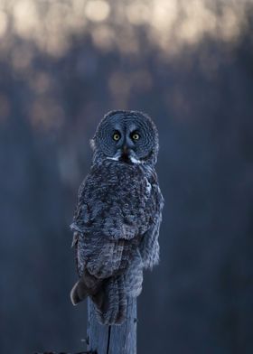 Great gray owl at night